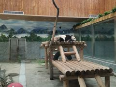 -西安秦岭野生动物园
