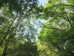 -火炉山森林公园