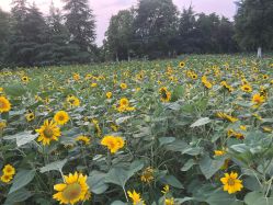 -希希美甲工作室cici-nail