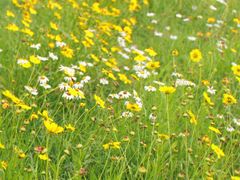 -春花秋色城市公园