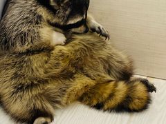-浣熊柯尔鸭土拨鼠·电玩咖