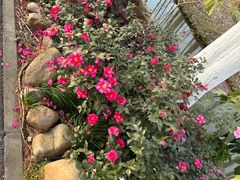 -合肥滨湖国家森林公园