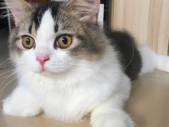 -瑞派动物医院·猫专科·至诚(江南中分院)