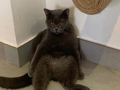 -Heymao猫咖.咖啡厅(东门店)