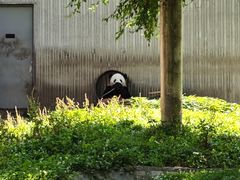 -卧龙中华大熊猫苑神树坪基地