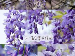-嘉定紫藤园