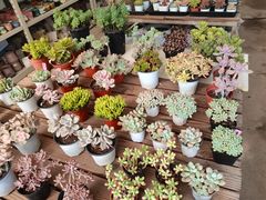 -金陵花卉交易市场