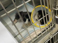 -申普宠物医院·心脏介入·心血管微创(总院)