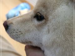 -南京Hallo宠物乐园·哈罗犬舍·柴犬繁育基地