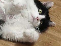 -瑞派·关忠动物医院·猫专科·犬专科(三环新城店)