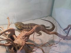 -喵园·猫主题咖啡厅·撸猫·猫咖(国贸店)