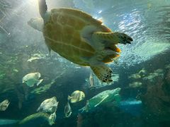 -上海海洋水族馆