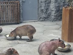 -武汉动物园