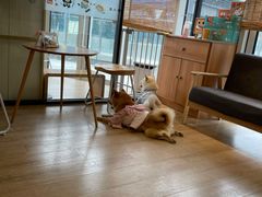 -南京Hallo宠物乐园·哈罗犬舍·柴犬繁育基地