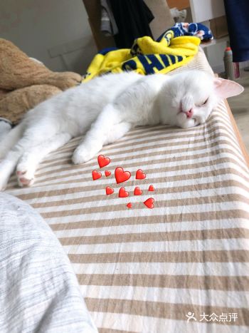 ٩( ´领养代替购买` )و 这只猫叫发财