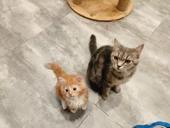 -楼上猫咖(罗湖店)