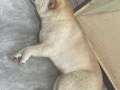 -猫小院猫主题餐厅(南锣旗舰店)