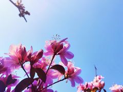 -梧桐山风景名胜区