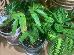 -Rabbit Cafe私房西餐甜点咖啡(栖霞路店)