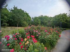 -莲花池公园