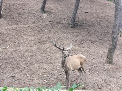 -沈阳森林动物园