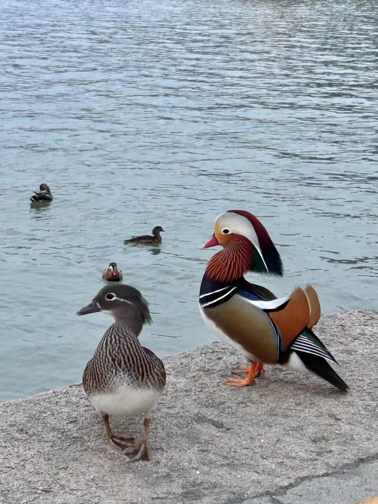 颐和园的鸳鸯长的好搞笑