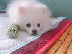 -伟伟宠物医院·CT影像中心·瑞派犬猫综合性门诊(汉口总院)