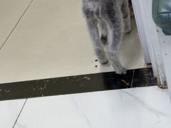 -乖乖宠物医院·猫科·急重症中心(车站北路分院)