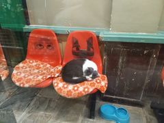 -猫咪博物馆(顶澳仔猫街店)