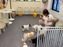 -有喵·猫咖·狗咖·30几只猫10只小狗(岗厦店)