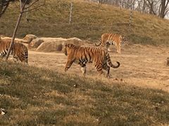 -北京野生动物园