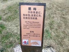 -香雪海