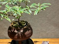 -王府茶楼茶宴·创意菜(朝阳公园店)