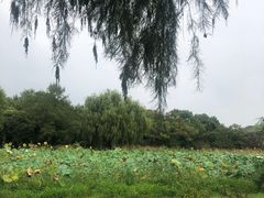 -贡湖湾湿地公园