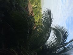 亚龙湾红树林度假酒店-三亚亚龙湾红树林度假酒店