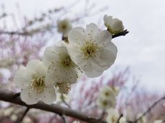 -南湖湿地公园