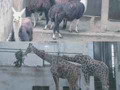 -成都动物园