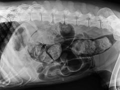 -爱牧宠物医院·猫专科·骨科·内窥镜(甪直店)