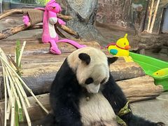 -海南热带野生动植物园