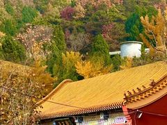 -遵化市禅林寺古银杏风景园