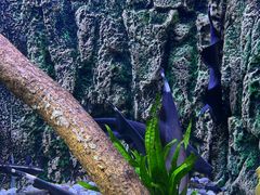 -上海海洋水族馆