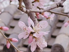 -桃花堤公园