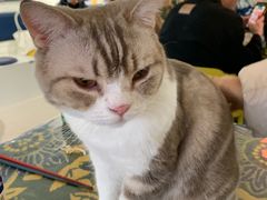 -平行世界·猫咖(首经贸店)