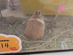-可爱抓 COCO  GOTCHA(天津鹏欣水游城店)