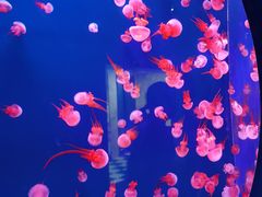 -西安曲江海洋极地公园