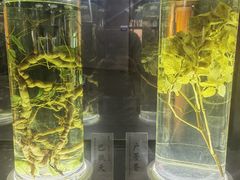 -广东中医药博物馆