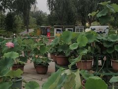 -莲花池公园