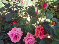 -人民公园(罗湖区)