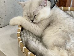 -共舞时光猫咖·狗咖(新街口店)