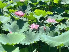 -渌洋湖湿地公园